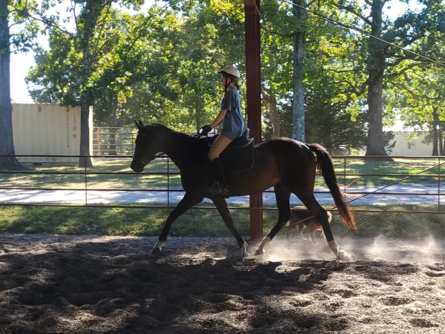 What Horse Riding Means to Me